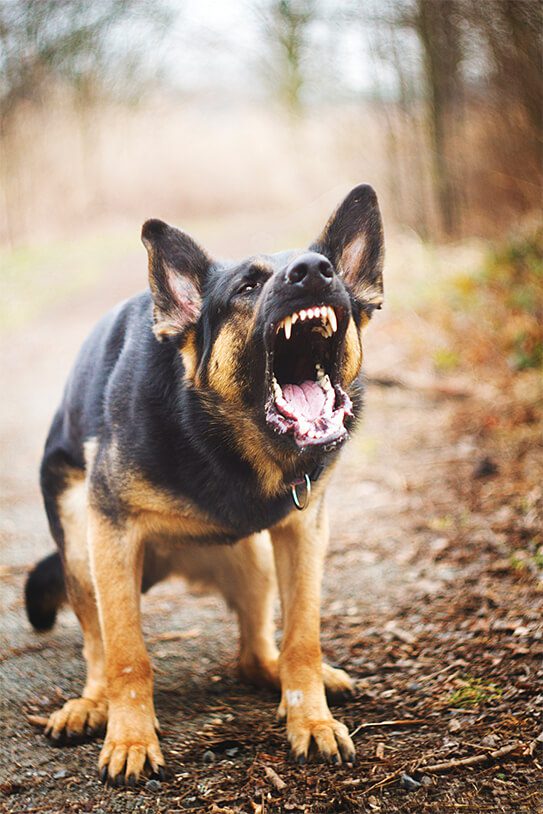 Can Dog Aggression be Fixed in Providence, RI ...