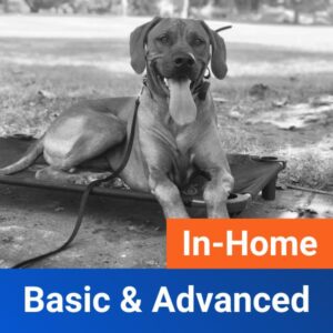 In Home Basic & Advanced Obedience
