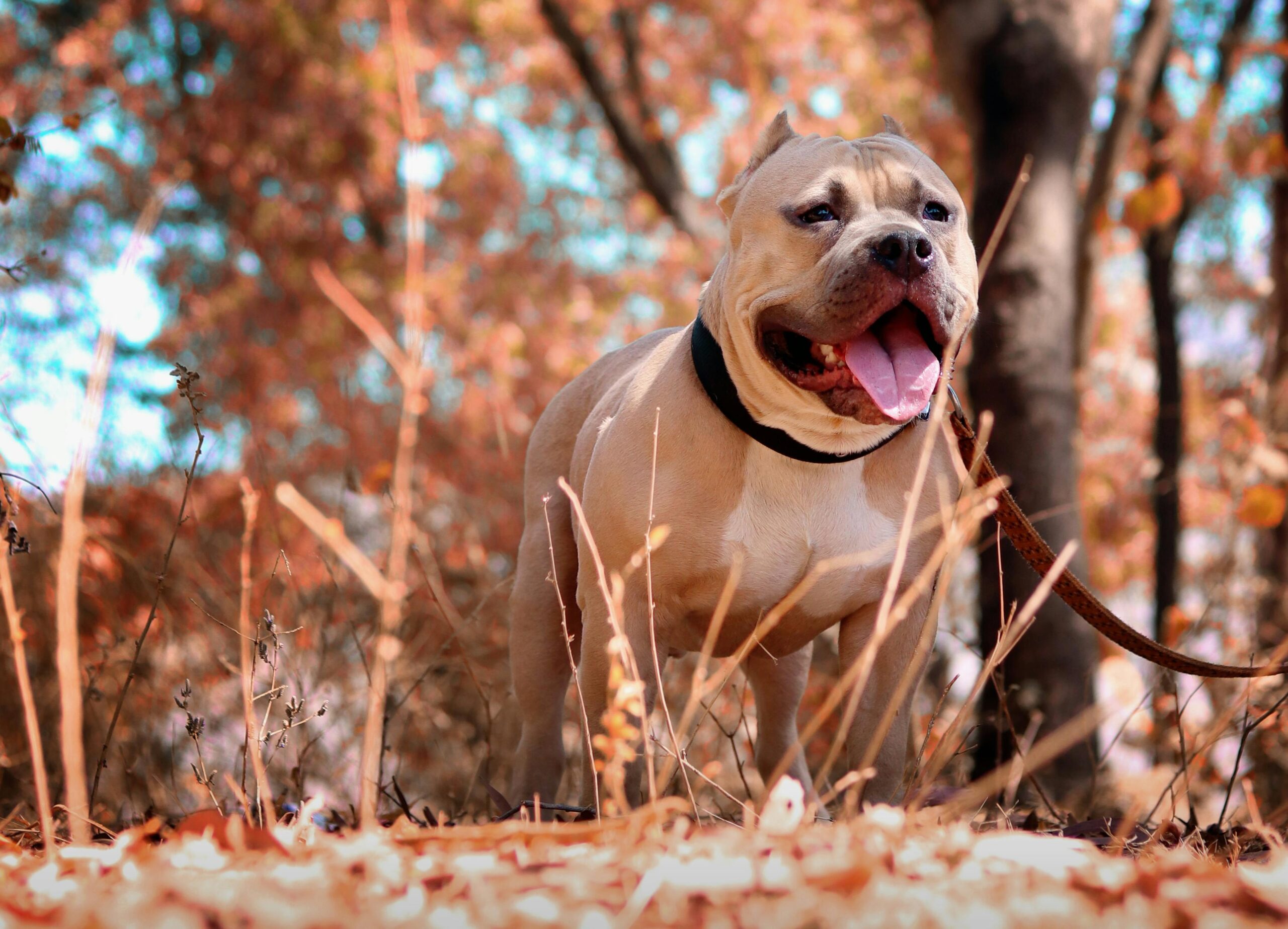 Mastering Loose Leash Walking Before Fall Adventures Begin