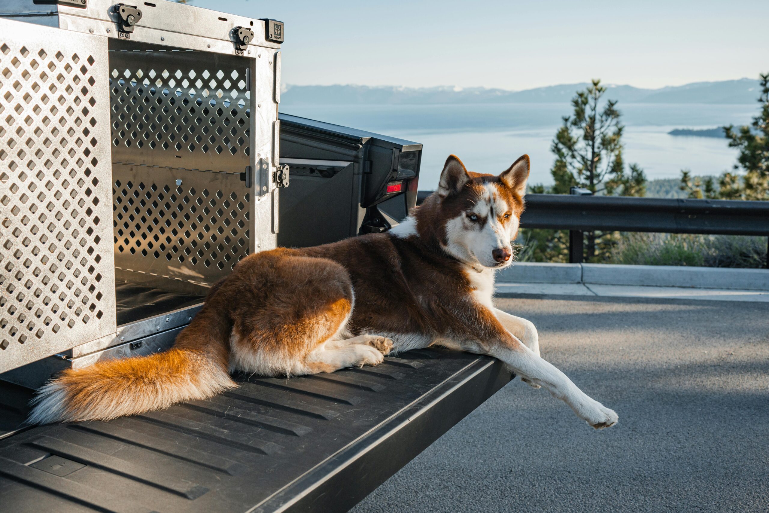 Crate Training 101: The Simple Positive Approach