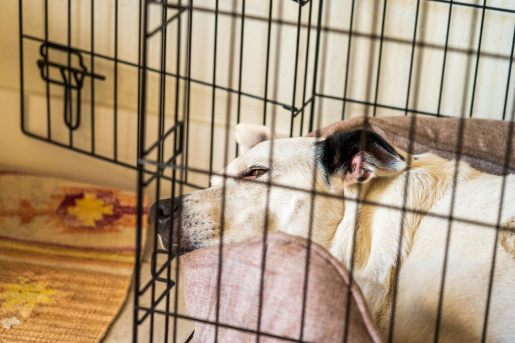 Crate Training 101: The Simple Positive Approach