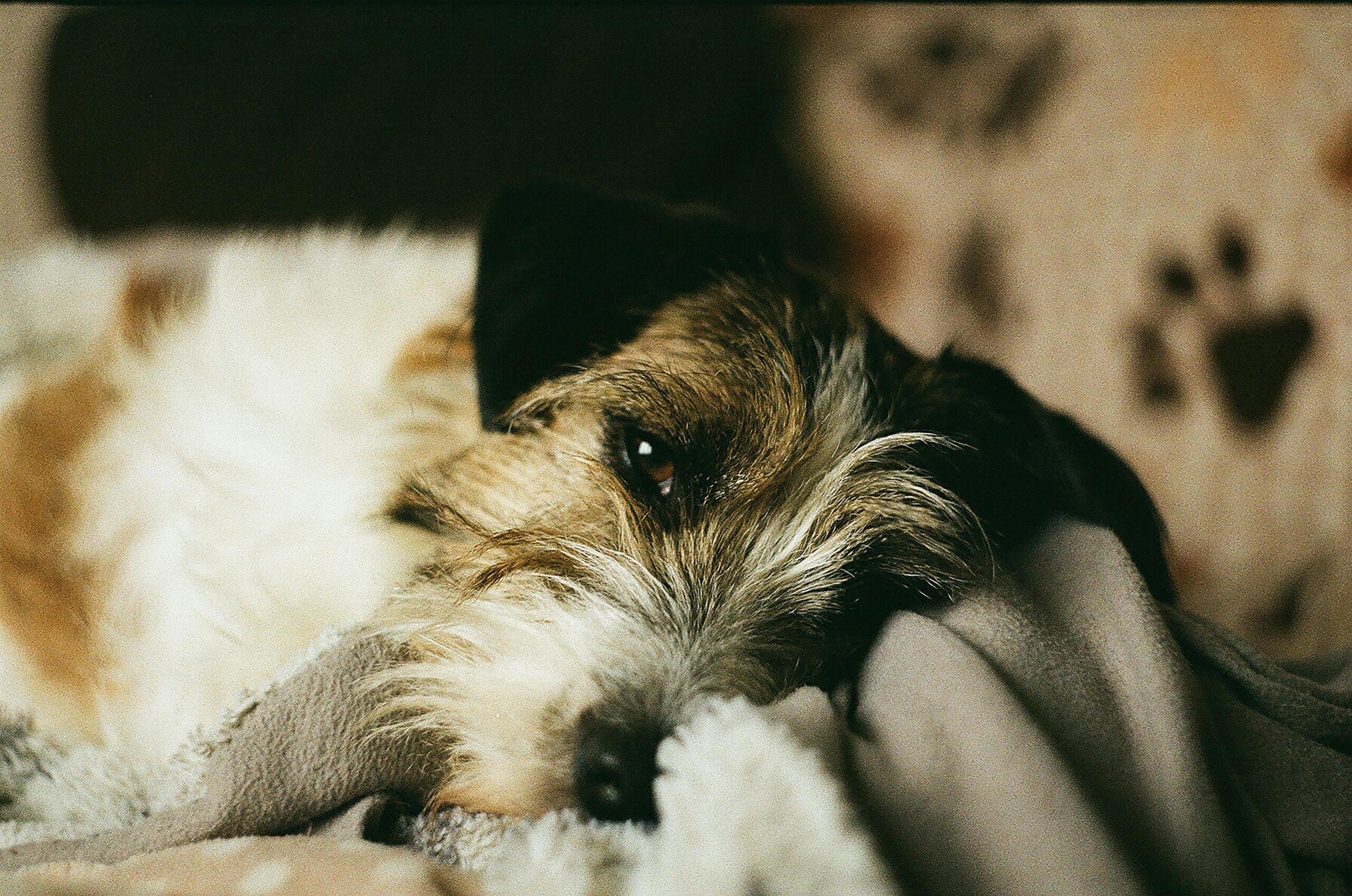 How to Introduce a New Dog and Avoid the Chaos