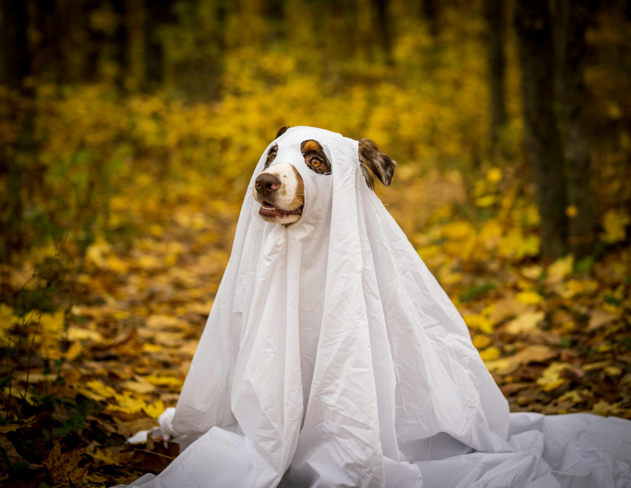 Spooky Halloween with Dogs: Fun Costumes, Candy, and Chaos
