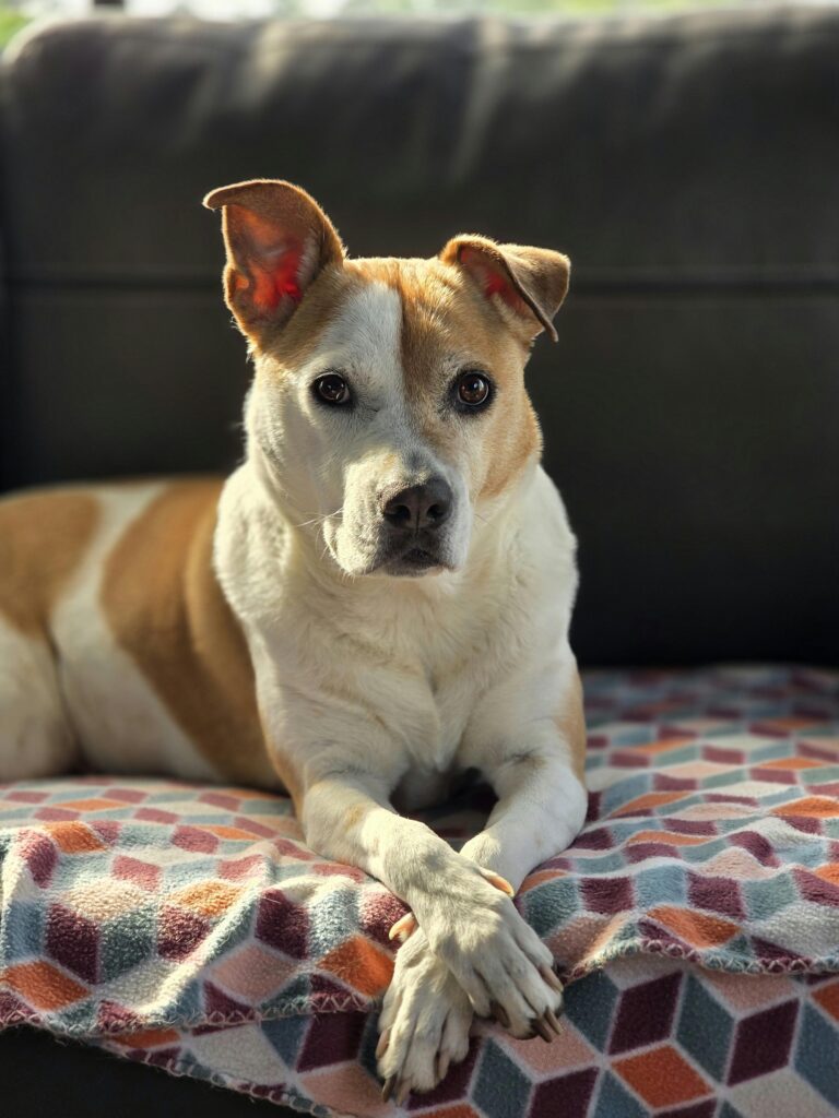 How to Introduce a New Dog and Avoid the Chaos 