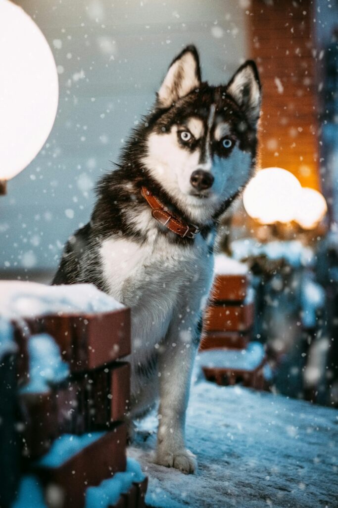Winter Dog Training: Why Cold Months Are Perfect for Maximum Progress