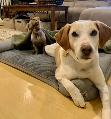 Dog Boarding and Obedience Training, Setting Dogs Up for Better Stays