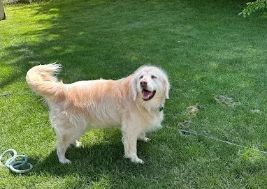 Dog Boarding and Obedience Training, Setting Dogs Up for Better Stays