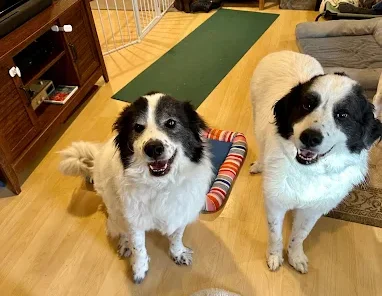 Dog Boarding and Obedience Training, Setting Dogs Up for Better Stays