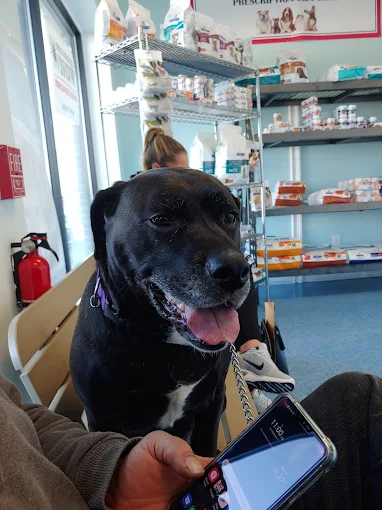 What Your Dog’s Wellness Exam Reveals About Their Training Progress