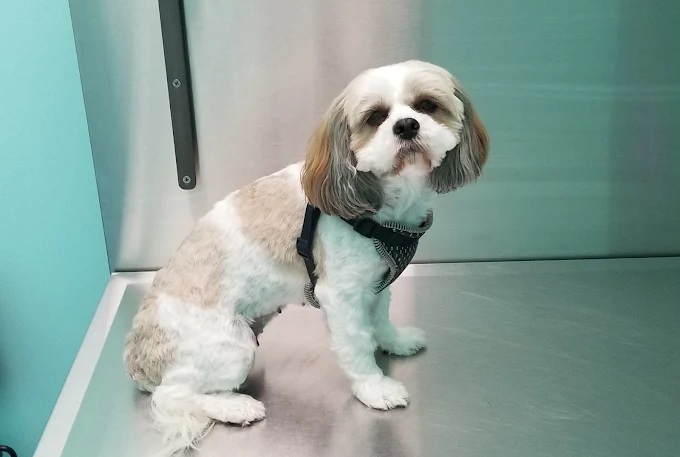 What Your Dog’s Wellness Exam Reveals About Their Training Progress