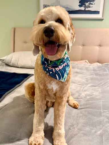 The Hidden Benefits of Grooming, Health, Comfort, and Better Behavior
