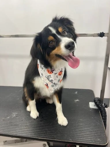 The Hidden Benefits of Grooming, Health, Comfort, and Better Behavior
