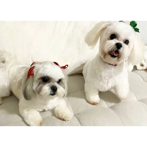 The Hidden Benefits of Grooming, Health, Comfort, and Better Behavior