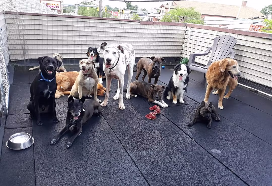 Dog daycare training checklist for calm drop-offs in Providence RI