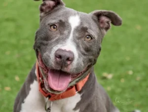 Rescue dog training first-week routine for calm transitions in RI