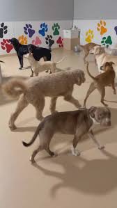 Boarding training checklist for calm dog boarding stays in Rhode Island