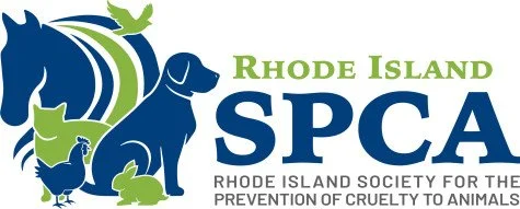 Rescue dog training first-week routine for calm transitions in RI
