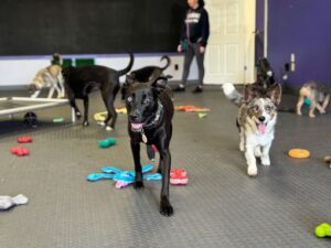 Nose work training game at home to build calm focus in Rhode Island