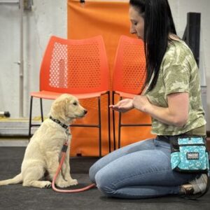Dog agility training basics for building focus and confidence in Providence RI