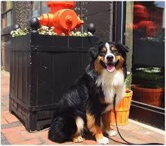 Dog agility training basics for building focus and confidence in Providence RI