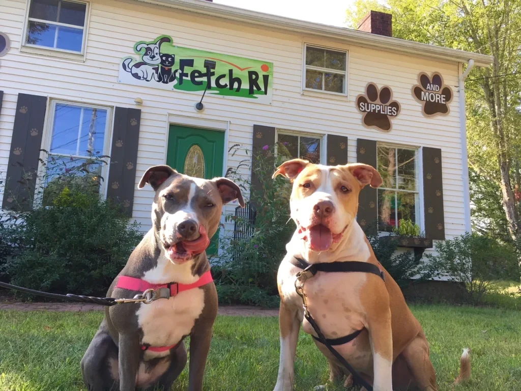 Pet store dog training session practicing calm leash manners in Rhode Island