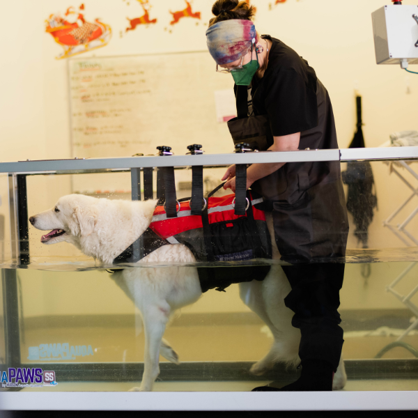 Canine rehab training with a Providence dog practicing a calm Place cue during recovery