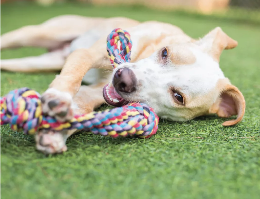 Dog daycare training practice for calm first visits in Providence RI
