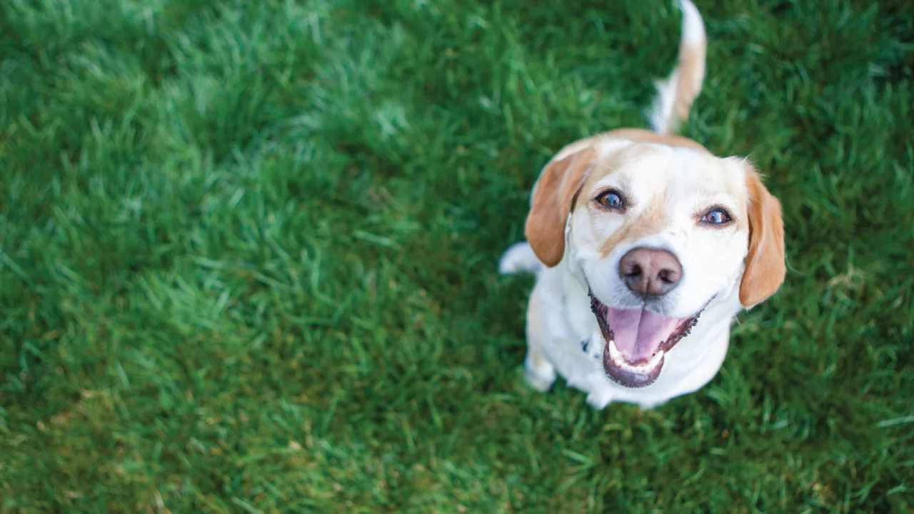 Dog daycare training practice for calm first visits in Providence RI