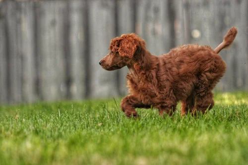 House call vet training practice for calm home veterinary care in Rhode Island