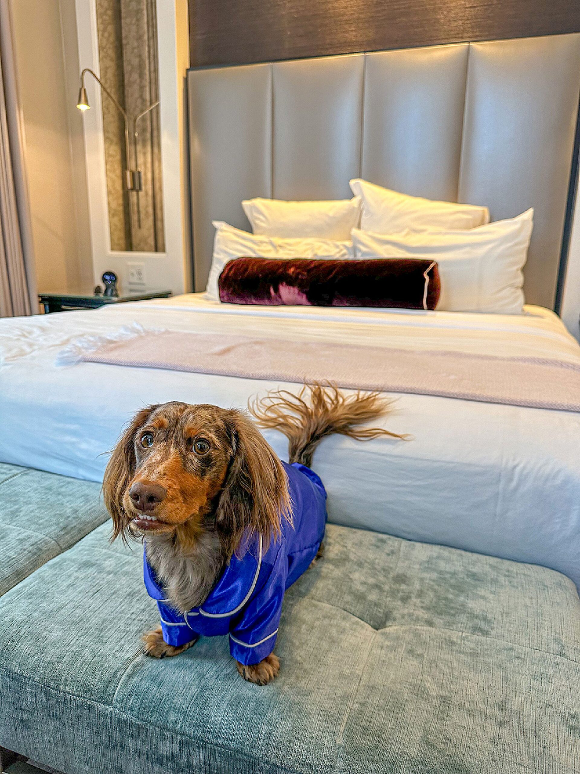Calm dog resting on a travel mat in a pet-friendly Providence hotel room