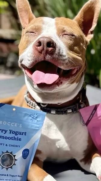 Dog treat impulse control training with a calm dog waiting for a reward in Providence, Rhode Island